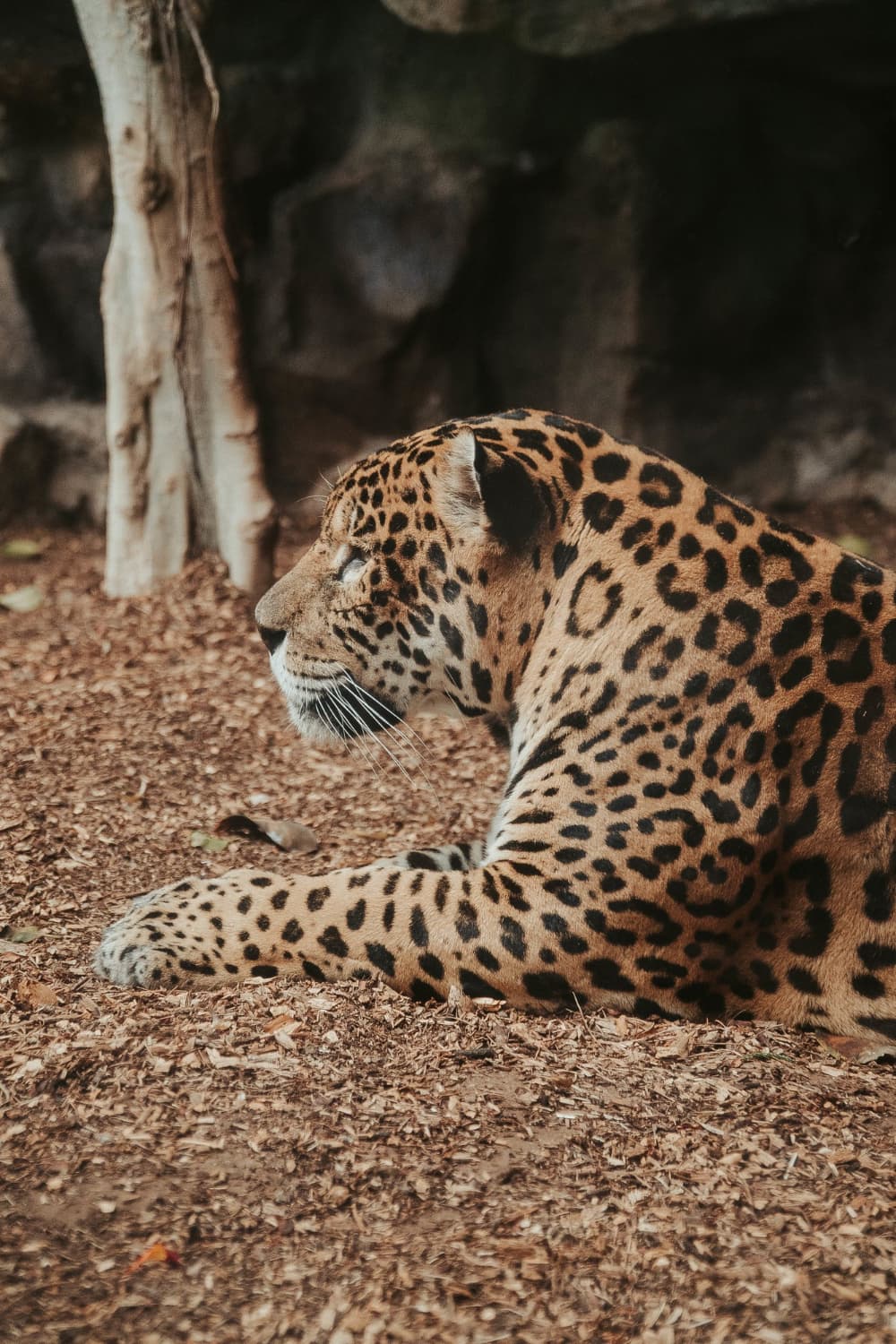 Leopard resting on the granite hills of Jawai